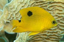 threespot damselfish